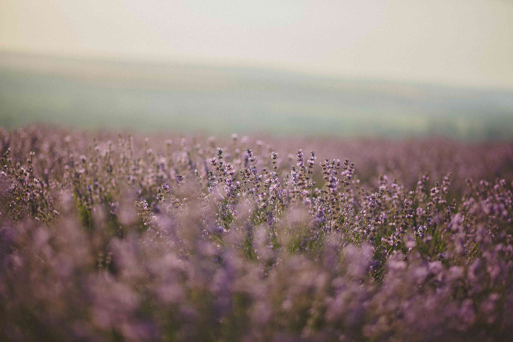 Lavendel